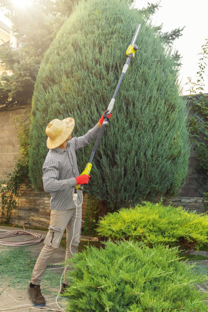 Best Seasonal Cleanup  in Tarpey Village, CA